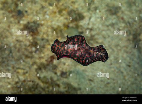 Bedfords Flatworm Pseudobiceros Bedfordi Is A Species Of Flatworm In