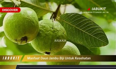 Ketahui 7 Manfaat Daun Jambu Biji Untuk Kesehatan Yang Wajib Kamu Intip Discover