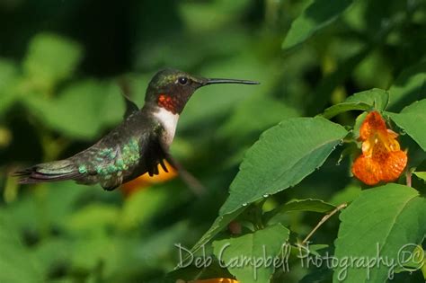 Hummingbirds Deb Campbell Photography