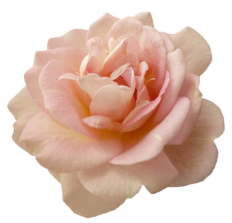 Pink Rose Flower Clipart With Transparent Background