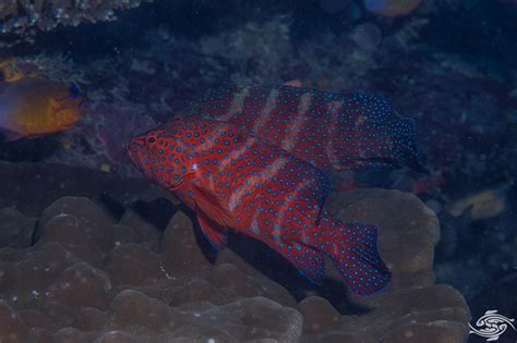 Coral Rock Cod Facts And Photographs Seaunseen