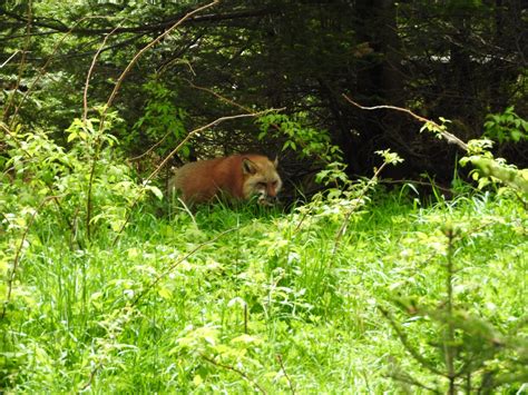 Red Fox Zoochat