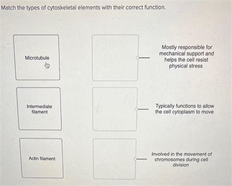 Solved Match the types of cytoskeletal elements with their | Chegg.com 