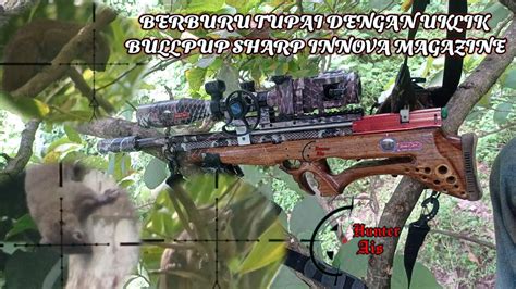 Berburu Hama Tupai Dengan Uklik Bullpup Sharp Innova Magazine Youtube