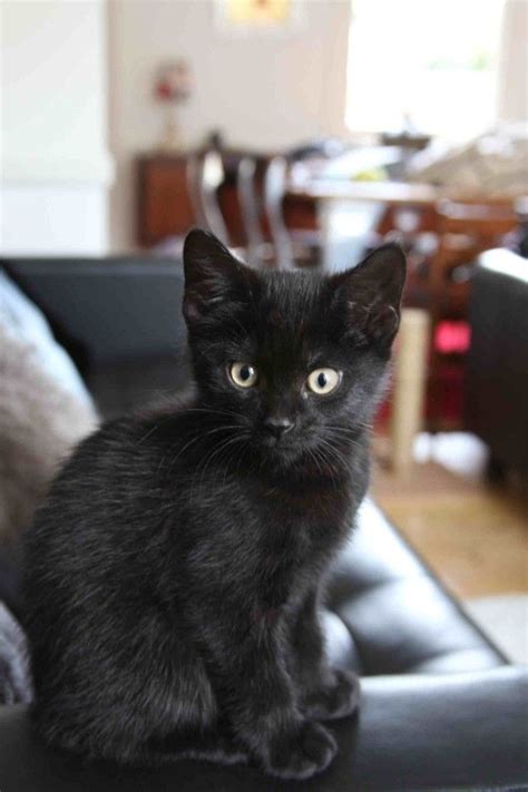 Black Kitten At 8 Weeks Gattini Piccoli Gatti E Gattini Immagini