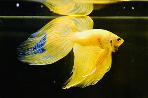 Veiltail Betta Fish Care Guide Keep Betta Happy And Healthy