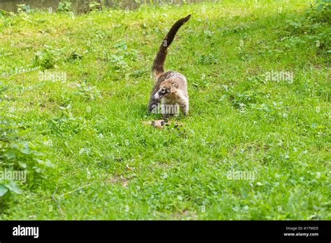 South American coati, Nasua nasua, in the nature habitat. Animal from ...