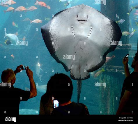 Travel Stock Melbourne A Stingray At Melbourne Aquarium Melbourne