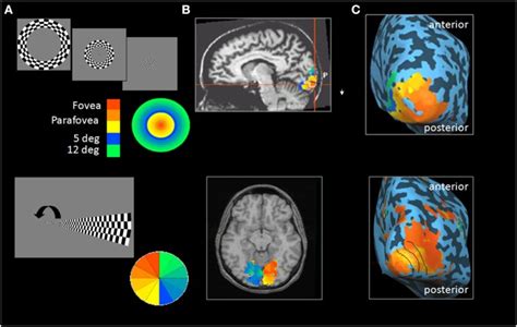 Retinotopic Mapping In Early Visual Areas A Top The Expanding Ring