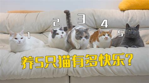 养5只猫，到底有多快乐？高清1080p在线观看平台腾讯视频