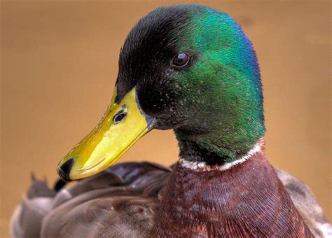 Mallard Duck Facts - Clear Landing