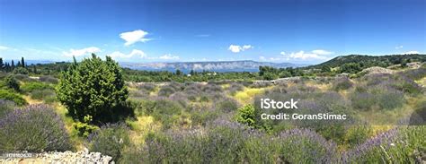 Hvar Island Lavender Fields Stock Photo - Download Image Now ...