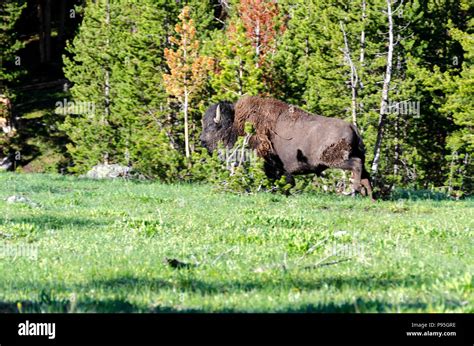 Bison running on the grass in Yellowstone National Park in Wyoming ...