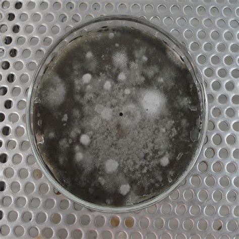 Fungal colony on PDA medium | Download Scientific Diagram 