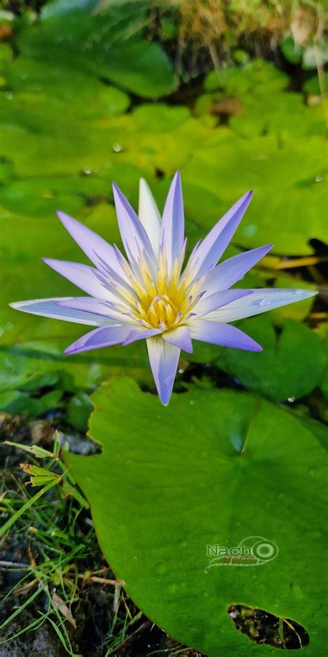 Loto De Egipto Nymphaea Caerulea Nalapa Photos Flickr