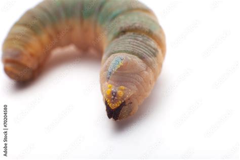 Hawk-moth Caterpillar Stock Photo | Adobe Stock