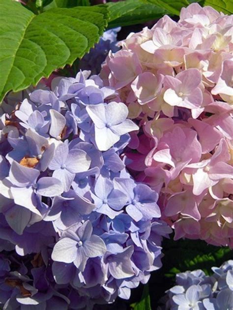 Hydrangea Changing Colors - Joy Us Garden | Care, Propagation, and Pruning