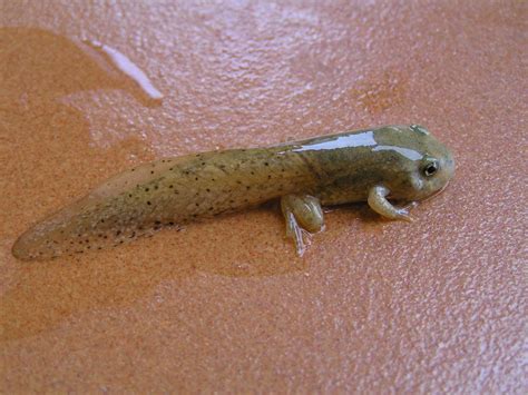 How Do You Know When Your Tadpole Is Ready to Leave the Aquarium? - The ... 