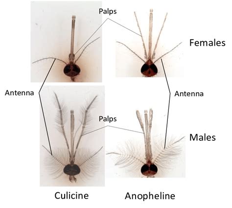 Differences In The Head Of Male And Female Anopheline And Culicine Download Scientific Diagram