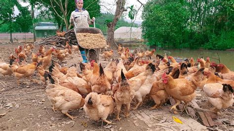 Process Raising Organic Chicken In Poultry Farm Youtube