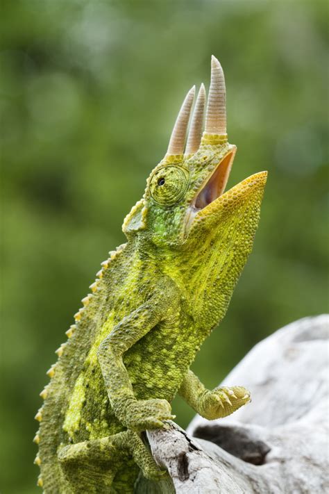 Male Jacksons Chameleon Looking Up Jackson Chameleon Wildlife Nature