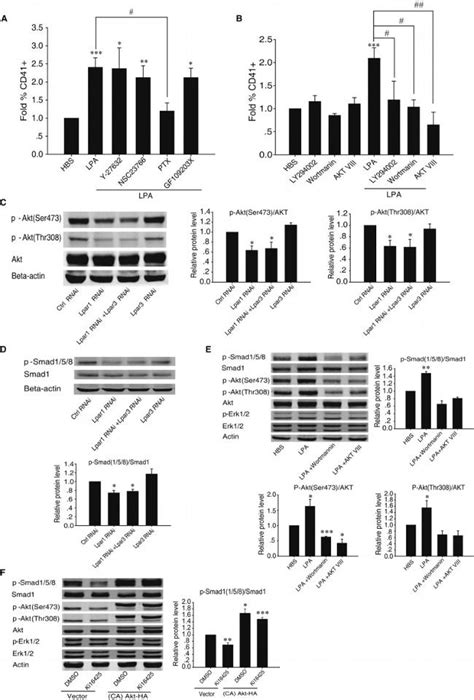 Cd A Antibody Percp Efluor