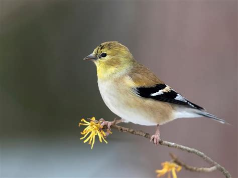 Plumage and Coloring: How Birds Speak through Feathers | Birdfact