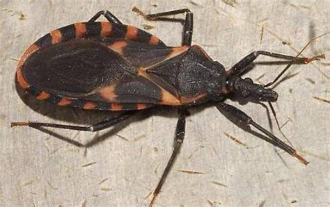 Si Encuentras Un Insecto Conocido Como Vinchuca En Casa Debes Ir De