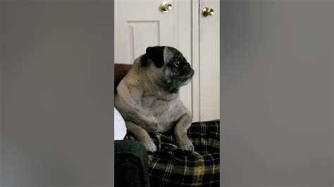 Pug Growling Youtube