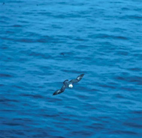 Free picture: norther, fulmar, bird, fligt, fulmaris glaciallis