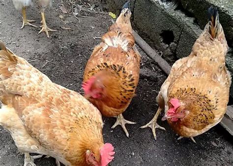 Galinha Isa Brown Características Ovos Como Criar e Fotos Mundo