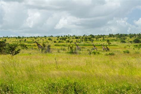 African savanna landscape stock photo. Image of mountains - 48775816