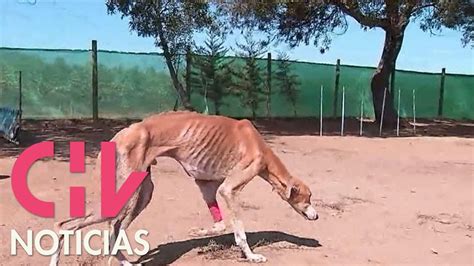 Carreras Clandestinas De Perros Galgos Si Se Lesionan Y Pierden Sus