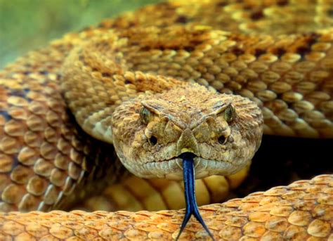 7 Unique Cool Secrets Do Snakes Have Bones Snakesational