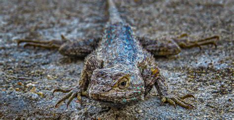 What Do California Fence Lizards Eat at Hillary Dodge blog
