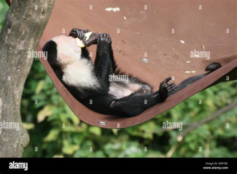 Central American White Headed Capuchin Monkey Cebus Capucinus Living