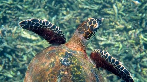 Close Up Of Hawksbill Sea Turtle Swimmin Stock Video Pond