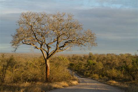 Marula - Fascinating Africa