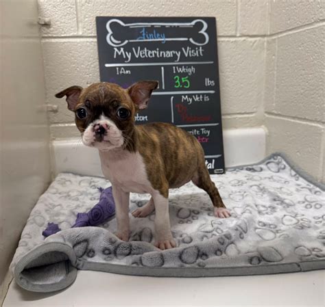 powell animal hospital 9