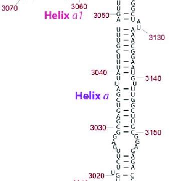 -Secondary structure model of ES39 from Lokiarchaeota B5. ES39 spans ...