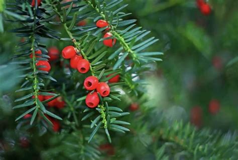 Le Guide Des Plantes Toxiques Pour Les Chevaux Et Poneys