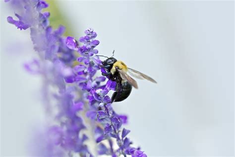 Do Carpenter Bees Sting? - Beautiful Bees