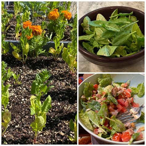 When life gives you bolting spinach, make salad. 😹 : r/gardening