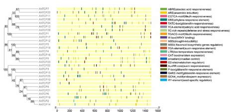 Gene Structure And Conserved Motifs Of AhTCPs A Exon Intron Structure