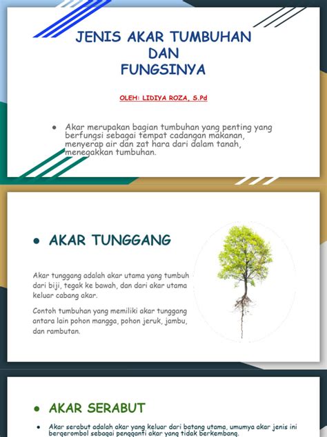 Jenis Akar Tumbuhan Dan Fungsinya Pdf