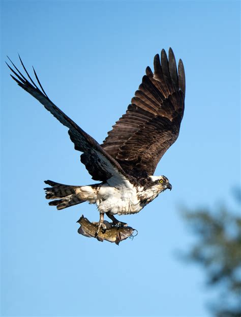 Osprey With Catch Osprey With Catch Larry Clack Flickr