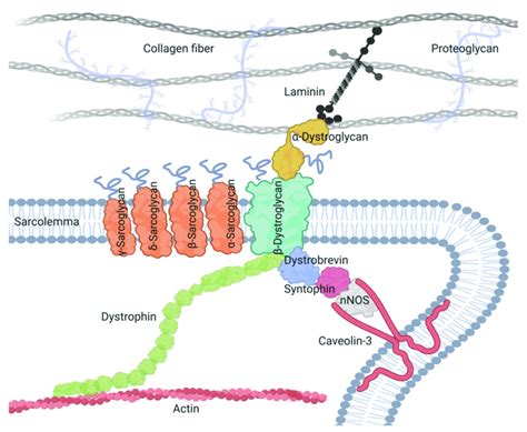 A Schematic Presentation Of The Dystrophin Associated Glycoprotein