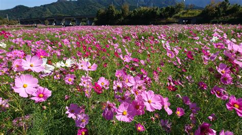 愛媛の秋に行きたいコスモス花畑、おすすめスポットを紹介しています