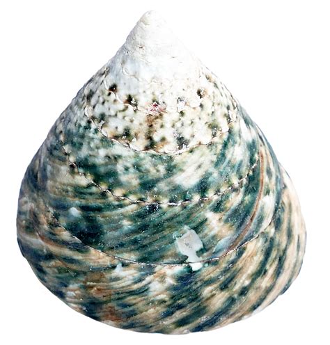 Sea Ocean Shell Png Image Purepng Free Transparent Cc0 Png Image