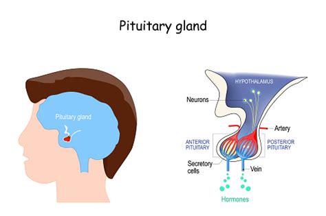 Hypofyse Anatomie Hormonen Locatie Van Hypofyse Stockvectorkunst En
